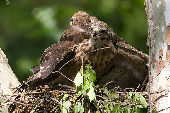Red-shouldered Hawk (Buteo lineatus) juvenile