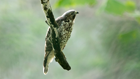 Red-shouldered hawk (Buteo lineatus) Female