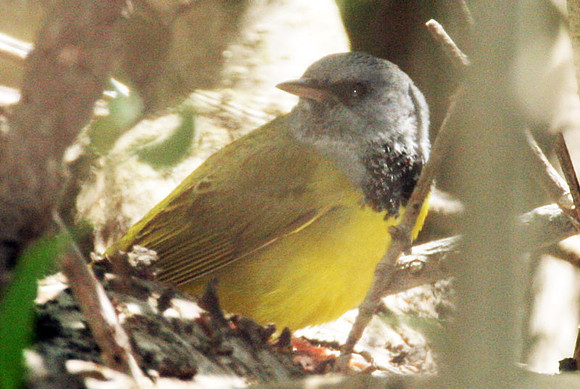 Mourning Warbler (Oporornis philadelphia)