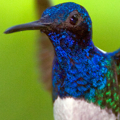 White-necked Jacobin (Florisuga mellivora) male