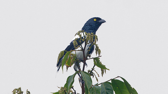 Magpie Tanager (Cissopis leveriana)