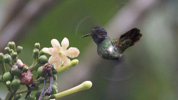 Golden-tailed Sapphire (Chrysuronia oenone)