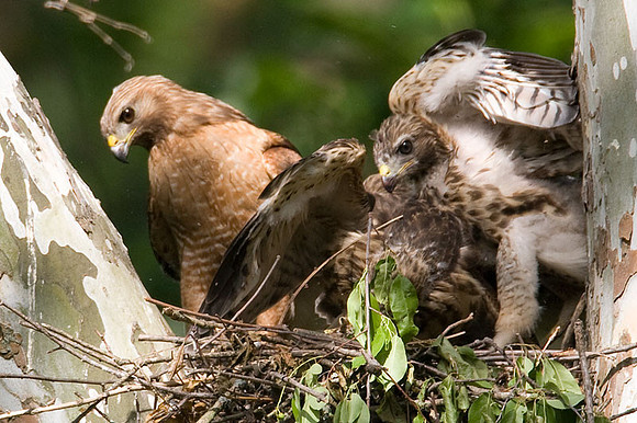 Red-shouldered Hawk (Buteo lineatus) adult and juvenile
