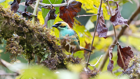 Golden-eared Tanager (Tangara chrysotis)