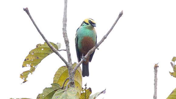 Golden-eared Tanager (Tangara chrysotis)