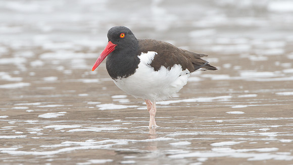 American Oystercatcher (Haematopus palliatus)