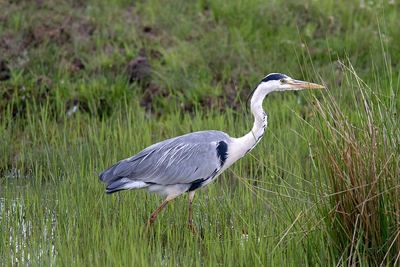 Grey Heron (Ardea cinerea)