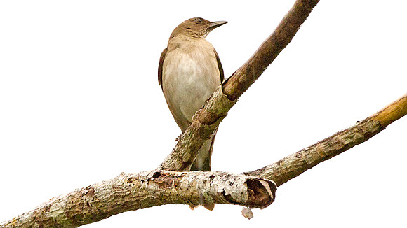 Hauxwell's Thrush (Turdus hauxwelli)