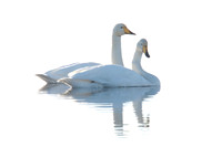 Whooper Swan (Cygnus cygnus)