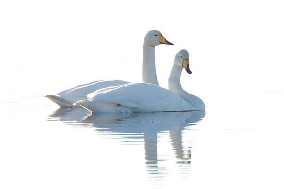 Whooper Swan (Cygnus cygnus)