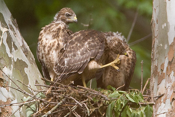 Red-shouldered Hawk (Buteo lineatus) juvenile