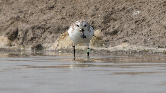 Spoon-billed sandpiper (Eurynorhynchus pygmeus)