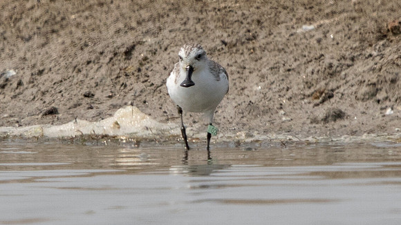 Spoon-billed sandpiper (Eurynorhynchus pygmeus)