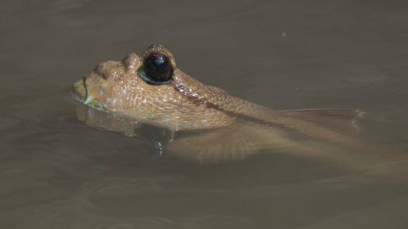Mudskipper