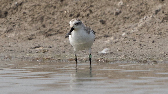 Spoon-billed sandpiper (Eurynorhynchus pygmeus)