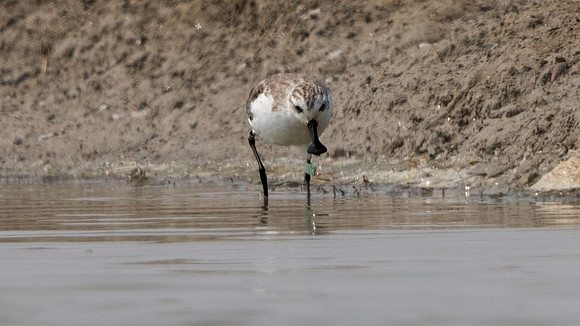 Spoon-billed sandpiper (Eurynorhynchus pygmeus)