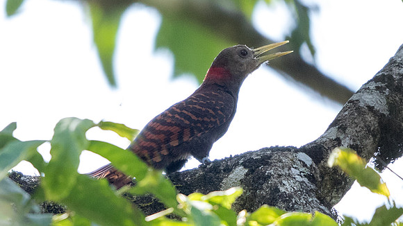 Rufous woodpecker (Micropternus brachyurus)