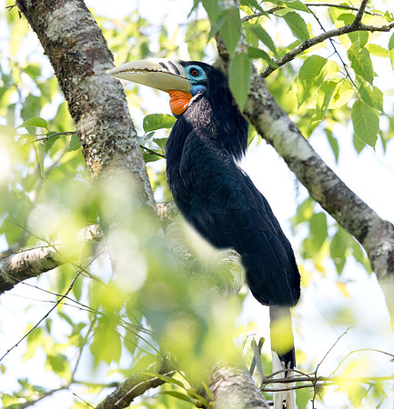 Rufous-necked hornbill (Aceros nipalensis) Female