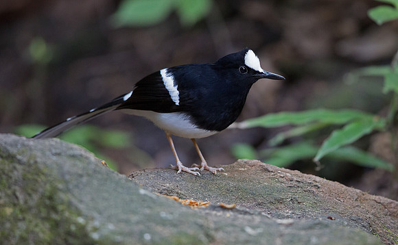 White-crowned forktail (Enicurus leschenaulti)