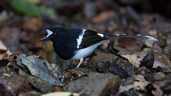 White-crowned forktail (Enicurus leschenaulti)