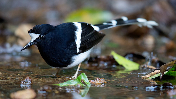 White-crowned forktail (Enicurus leschenaulti)