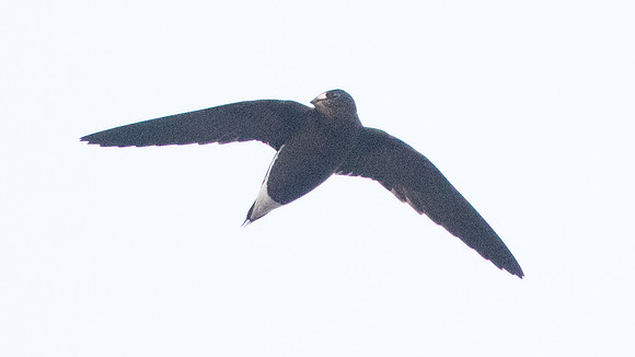 Brown-backed needletail (Hirundapus giganteus)