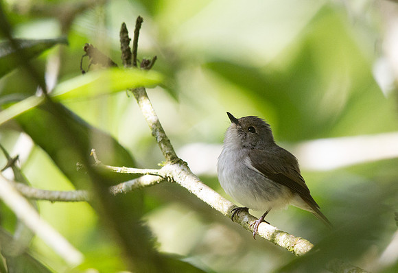 Golden Whistler (Pachycephala pectoralis) Female