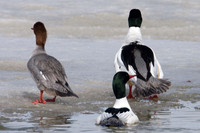 Common Merganser (Mergus merganser) also known as Goosander