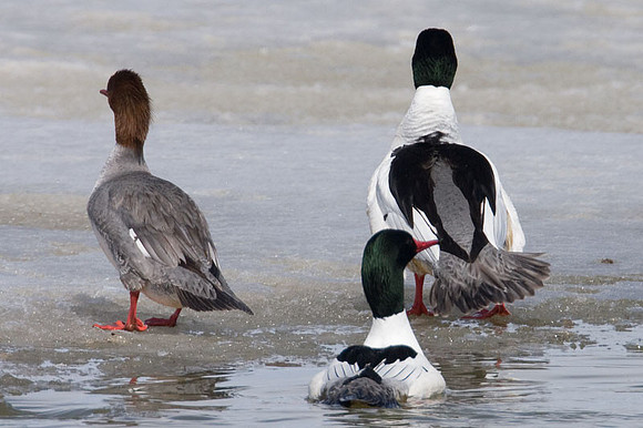 Common Merganser (Mergus merganser) also known as Goosander