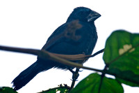 Blue-black Grosbeak (Cyanocompsa cyanoides)