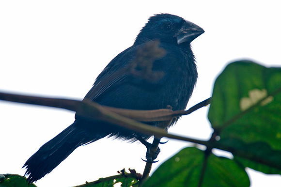 Blue-black Grosbeak (Cyanocompsa cyanoides)