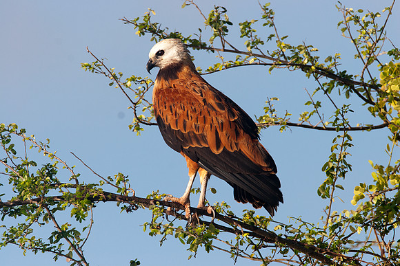 Black-collared Hawk (Busarellus nigricollis)