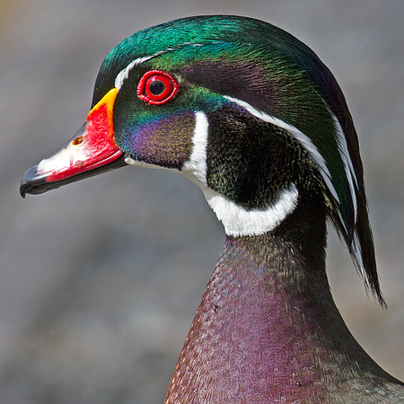 Wood Duck (Aix sponsa) male; also known as Carolina Duck