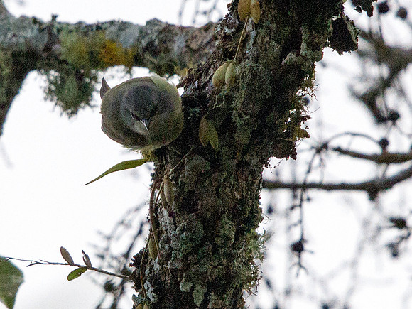 Mees's white-eye (Lophozosterops javanicus)