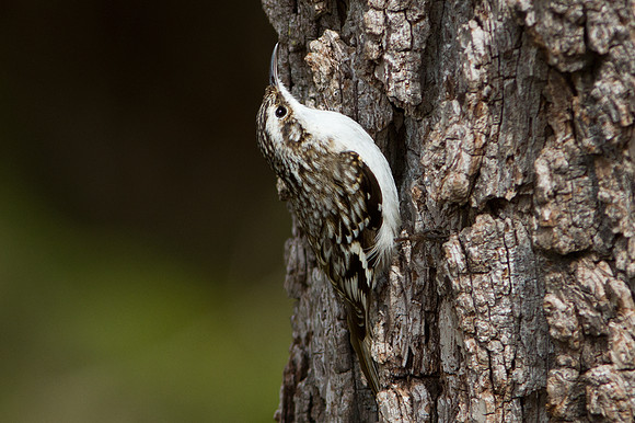 Brown Creeper (Certhia americana)