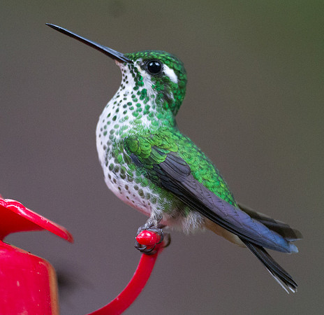 Purple-bibbed Whitetip (Urosticte benjamini), female