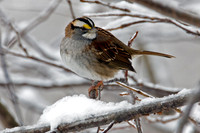 White-throated Sparrow (Zonotrichia albicollis)