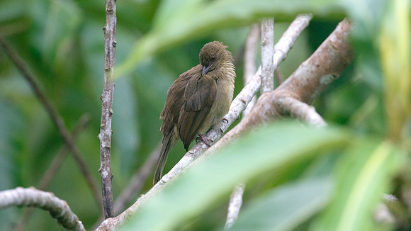?Red-eyed Bulbul (Pycnonotus brunneus)?