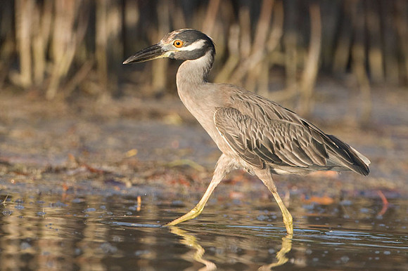 Yellow-crowned Night Heron (Nyctanassa violacea)