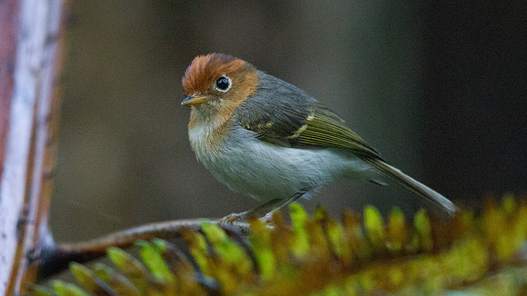 IMG_9365Sunda warbler (Seicercus grammiceps)