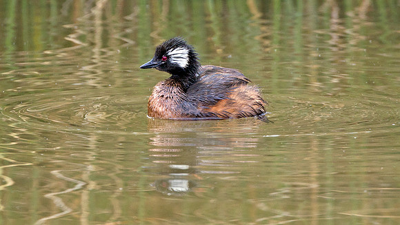 White-tufted Grebe (Rollandia rolland)
