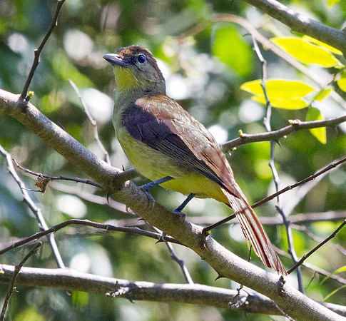 Yellow-bellied Greenbul (Chlorocichla flaviventris) ?