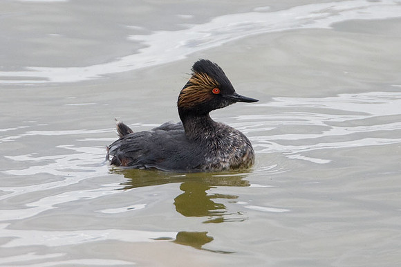 Eared Grebe (Podiceps nigricollis) also known as Black-necked Grebe