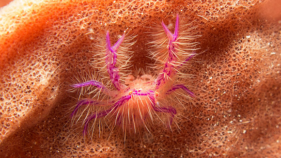 Hairy Squat Lobster (Lauriea siagiani)