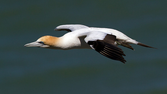 Australasian gannet (Morus serrator or Sula bassana)