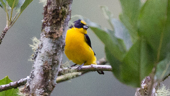 Thick-billed Euphonia (Euphonia laniirostris)