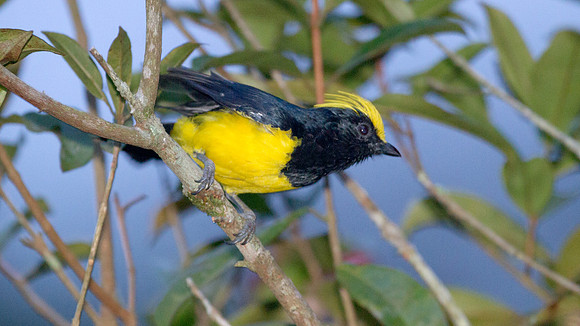 Sultan Tit (Melanochlora sultanea)