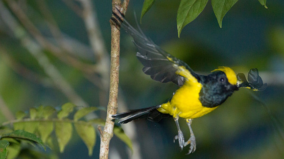 Sultan Tit (Melanochlora sultanea)