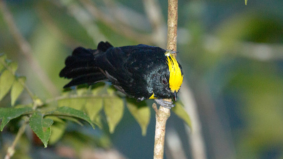 Sultan Tit (Melanochlora sultanea)
