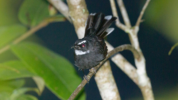 White-throated Fantail (Rhipidura albicollis)